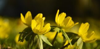 Ile bieżnika ma nową zimówka?