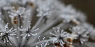 Ile cukru jest w marchwi?