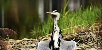 Ile czasu suszyć lizaki beżowe?