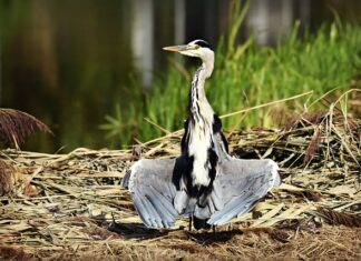Ile czasu suszyć lizaki beżowe?