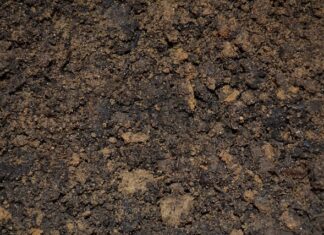 Jak się robi zalewę octową do grzybów? Jak się robi zalewę octową do grzybów?