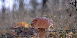 Czy duże prawdziwki można marynować?