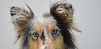 Ile procent szlachty było w Polsce?