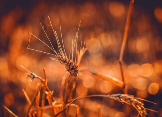 Co to znaczy durum? Co to znaczy durum?