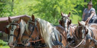 Gdzie najlepiej postawić klatkę dla psa?