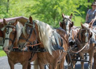 Gdzie najlepiej postawić klatkę dla psa? Gdzie najlepiej postawić klatkę dla psa?