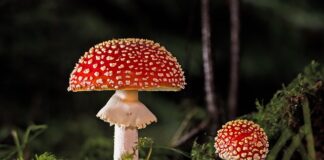 Czy słoiki z grzybami trzeba zagotować?