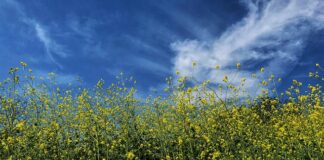 Jaka jest najlepsza musztardą do zrobienia majonezu?