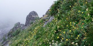 Dlaczego auta z Japonii mają niskie przebiegi?