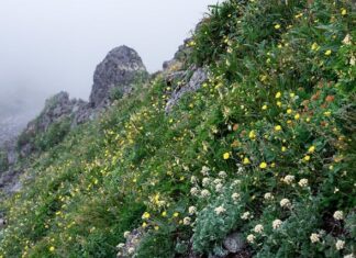 Dlaczego auta z Japonii mają niskie przebiegi? Dlaczego auta z Japonii mają niskie przebiegi?