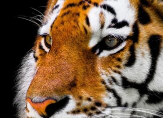 Co oznacza jak psu wypadają wąsy? Co oznacza jak psu wypadają wąsy?