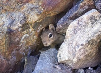 Jak wygląda legowisko dla kota? Jak wygląda legowisko dla kota?
