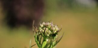 Ile kropel waleriany dla kota?