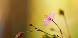 Czy żeń-szeń podnosi testosteron?