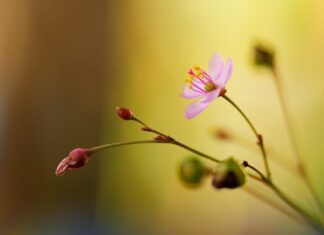 Czy żeń-szeń podnosi testosteron? Czy żeń-szeń podnosi testosteron?