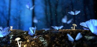 Jak zrobić grzyby w słoikach?