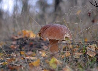 Jak zrobić prawdziwki w zalewie octowej? Jak zrobić prawdziwki w zalewie octowej?