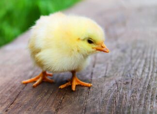 Czy można jeść codziennie pierś z kurczaka? Czy można jeść codziennie pierś z kurczaka?