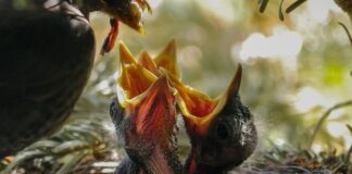 Czym karmić kota w zimie?