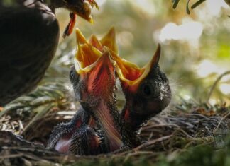 Czym karmić kota w zimie? Czym karmić kota w zimie?