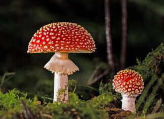 Co zrobić z zebranymi grzybami? Co zrobić z zebranymi grzybami?