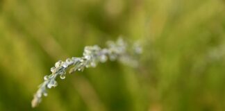 Jak roztopić lizaka?