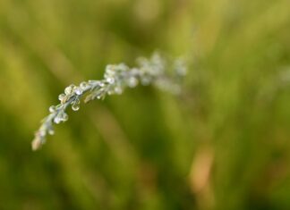 Jak roztopić lizaka? Jak roztopić lizaka?