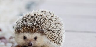 Jak zamocować kołek rozporowy w styropianie?