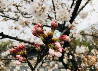 Co oznacza piszczenie przy hamowaniu? Co oznacza piszczenie przy hamowaniu?