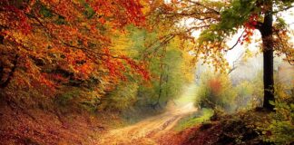 O jakiej porze brać maca?