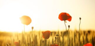 Jaka mąka nie podnosi cukru we krwi?