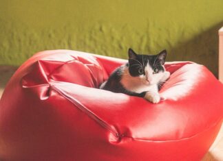 Bezzbożowa karma dla kota – dlaczego warto ją wybrać? Bezzbożowa karma dla kota